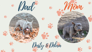 Dusty & Debra French Bulldog Litters | Available This Christmas