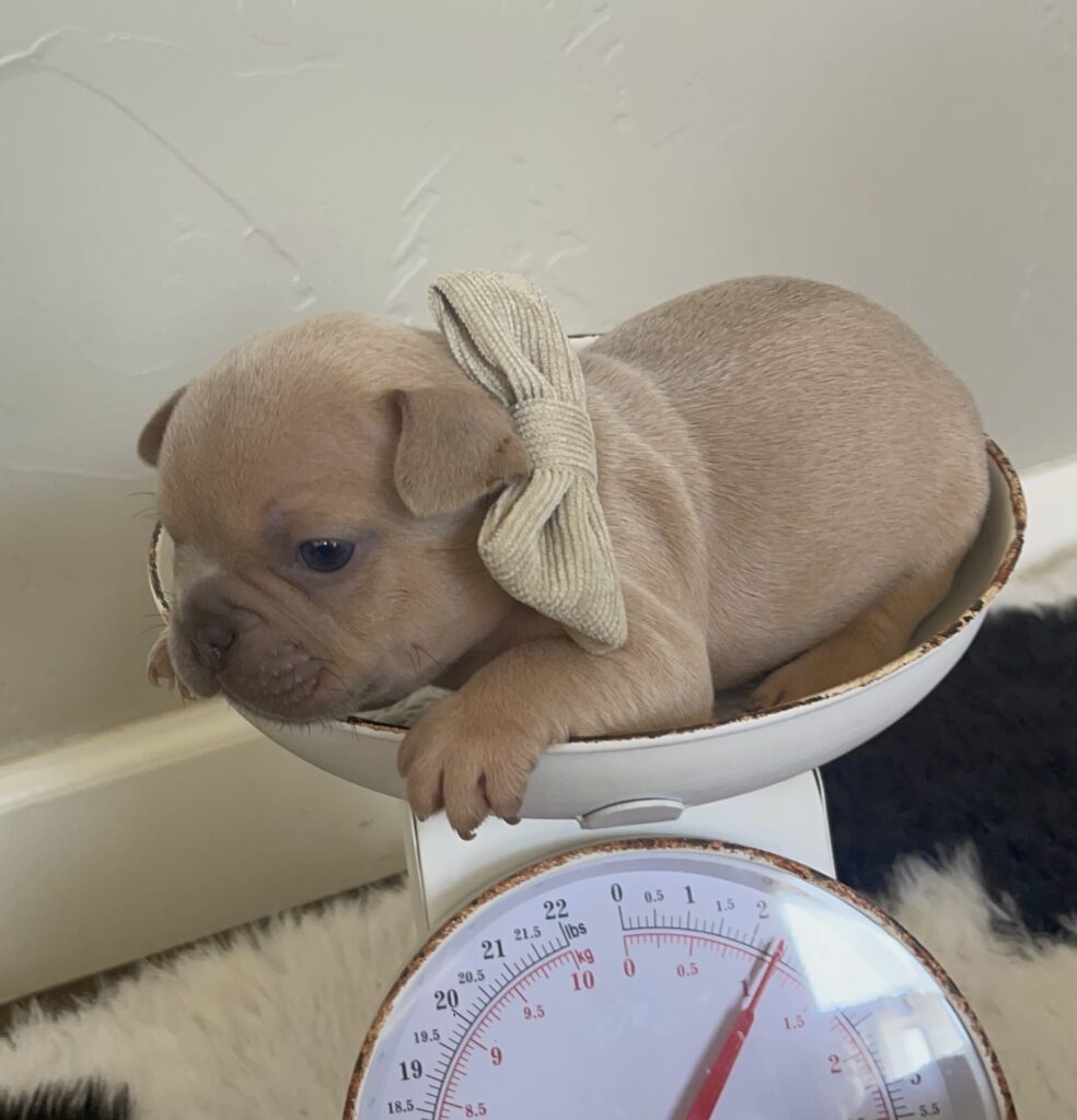 Brady | Lilac Fawn Male French Bulldog | Born 10/1/22
