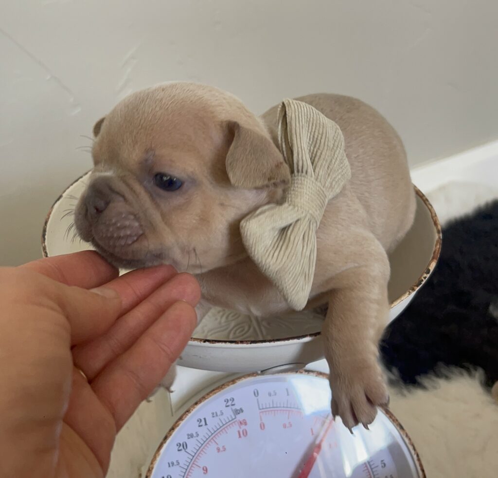 Brady | Lilac Fawn Male French Bulldog | Born 10/1/22