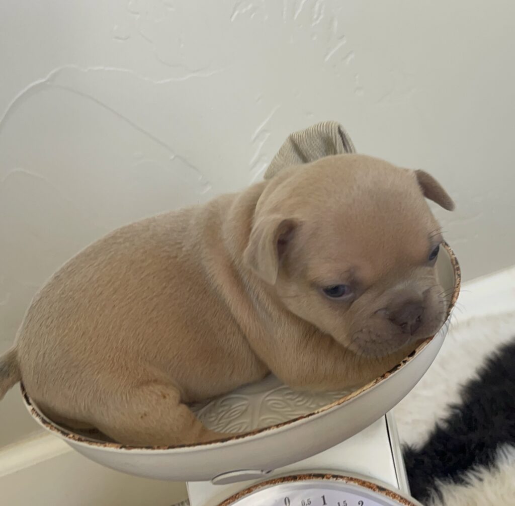 Brady | Lilac Fawn Male French Bulldog | Born 10/1/22