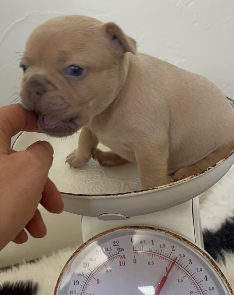 Brantley | Lilac Fawn Male French Bulldog | Born 10/1/22