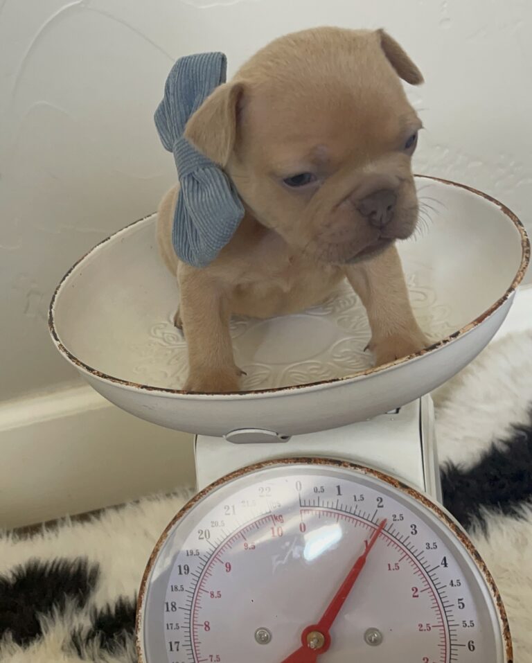 Brantley | Lilac Fawn Male French Bulldog | Born 10/1/22