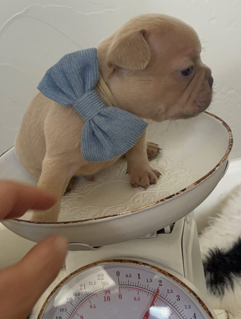 Brantley | Lilac Fawn Male French Bulldog | Born 10/1/22