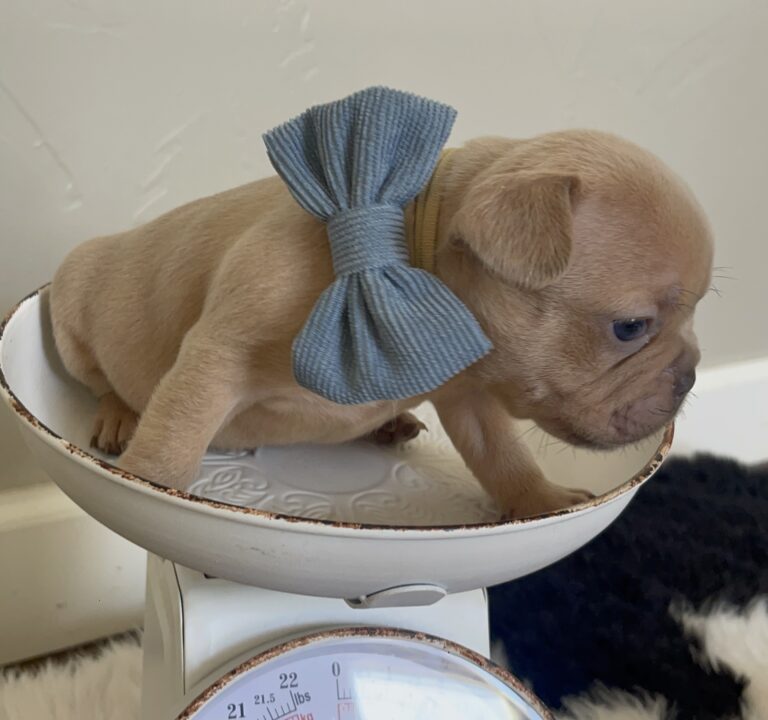 Brantley | Lilac Fawn Male French Bulldog | Born 10/1/22