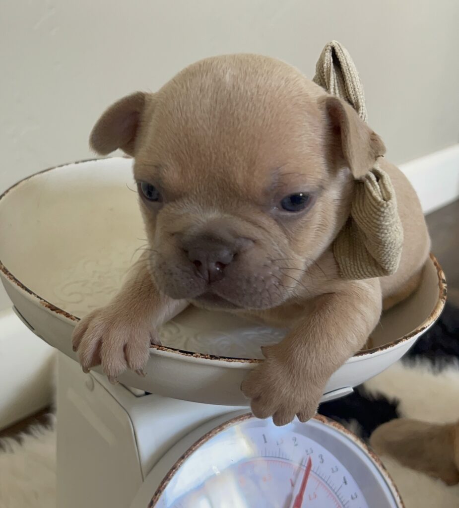 Brady | Lilac Fawn Male French Bulldog | Born 10/1/22