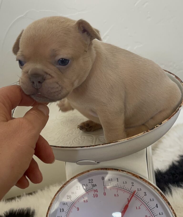 Brantley | Lilac Fawn Male French Bulldog | Born 10/1/22