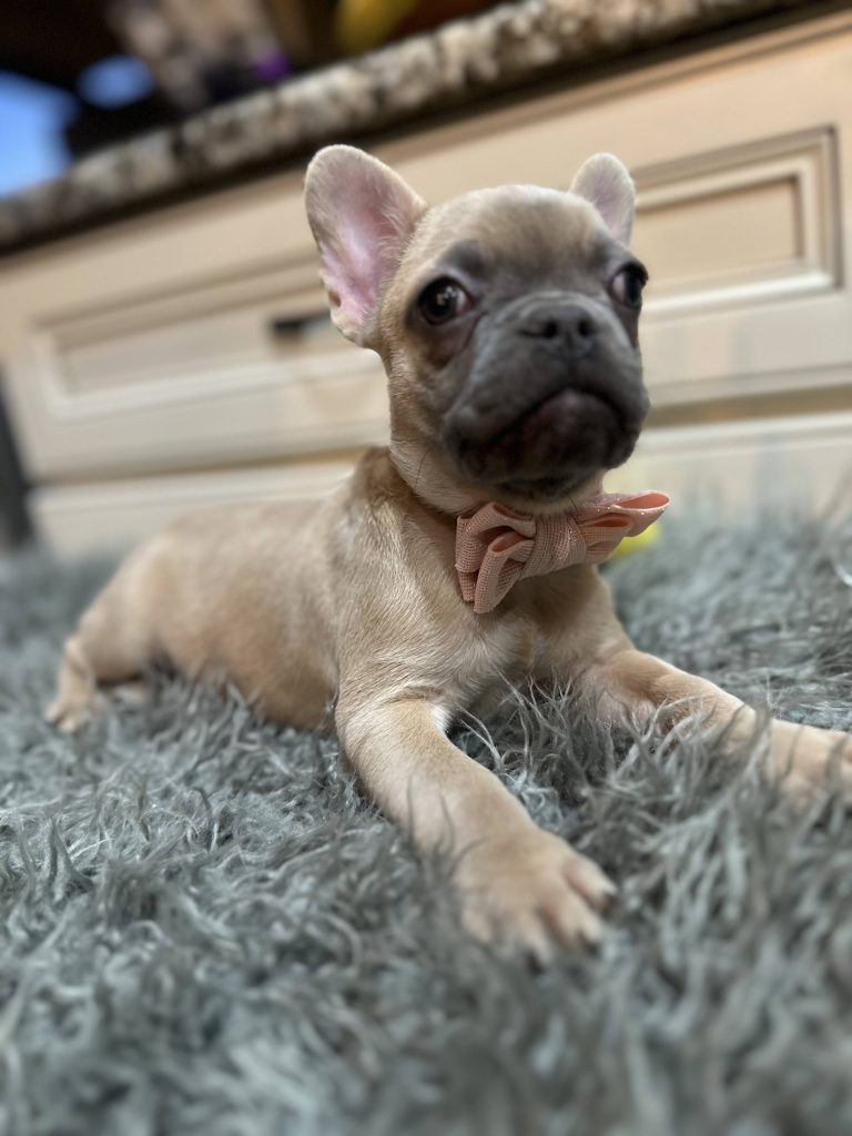 Astro | Blue Fawn French Bulldog Female | Available Now