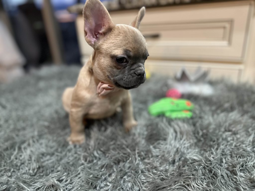 Astro | Blue Fawn French Bulldog Female | Available Now