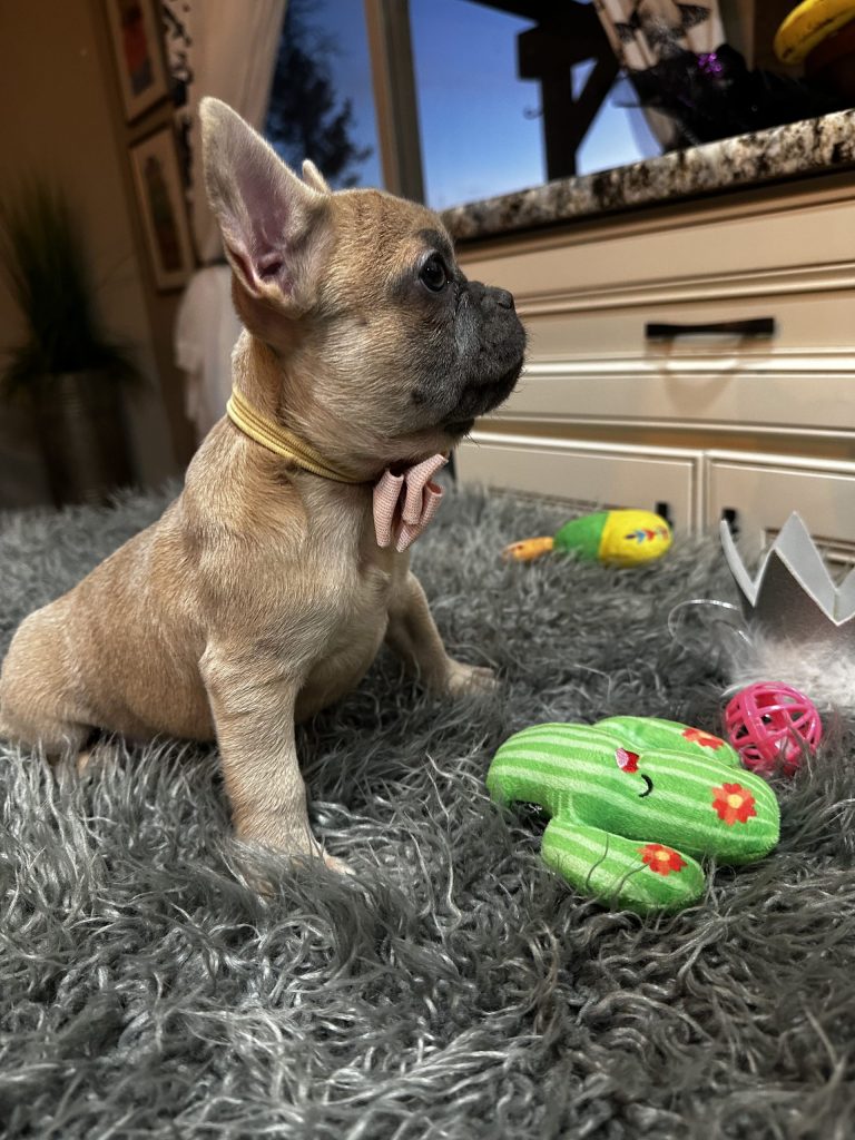 Astro | Blue Fawn French Bulldog Female | Available Now