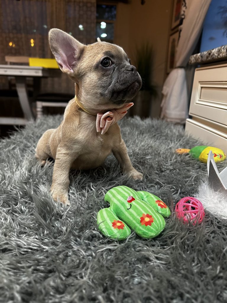 Astro | Blue Fawn French Bulldog Female | Available Now