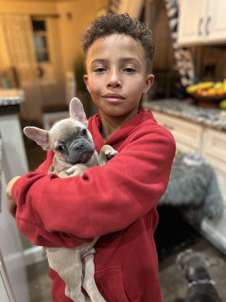 Astro | Blue Fawn French Bulldog Female | Available Now