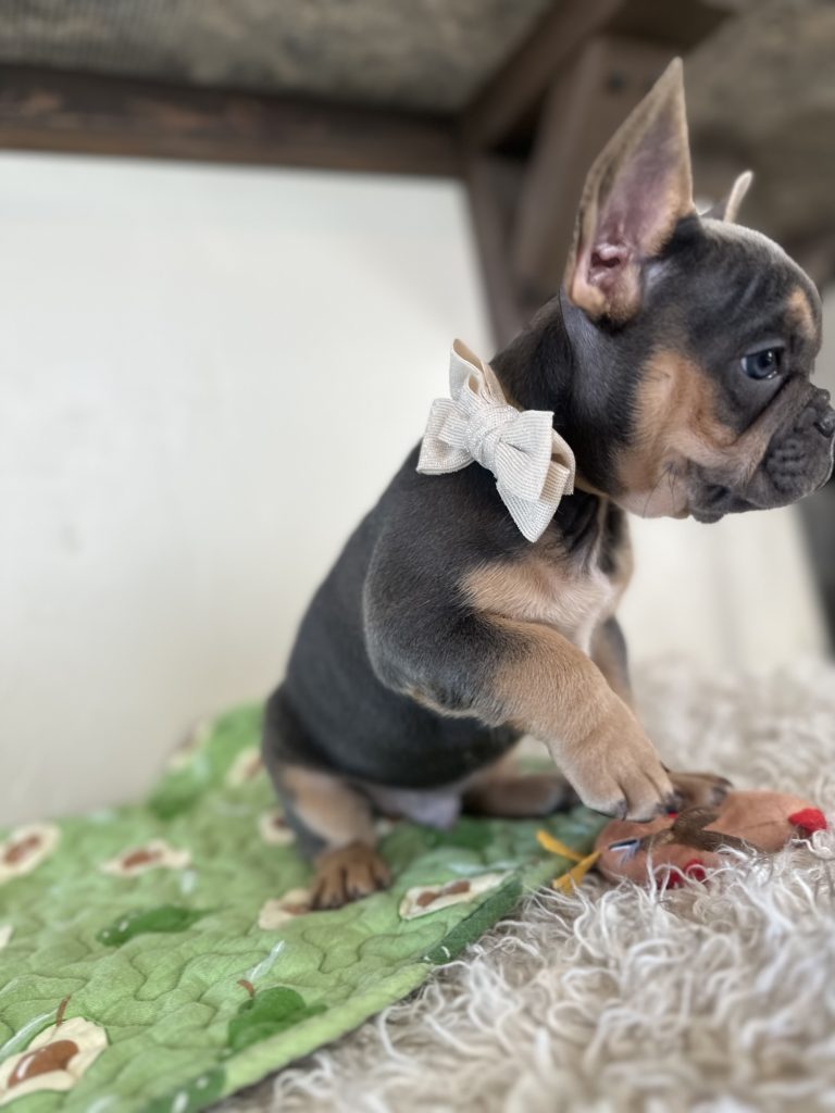 Oscar | Blue & Tan French Bulldog Male | Available Oct 30th, 2024​