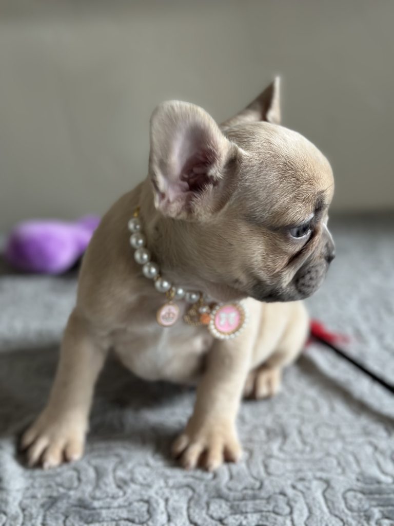 Oakley | Lilac Fawn French Bulldog Female | Available in April 2025