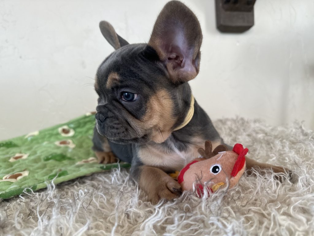 Oscar | Blue & Tan French Bulldog Male | Available Oct 30th, 2024​