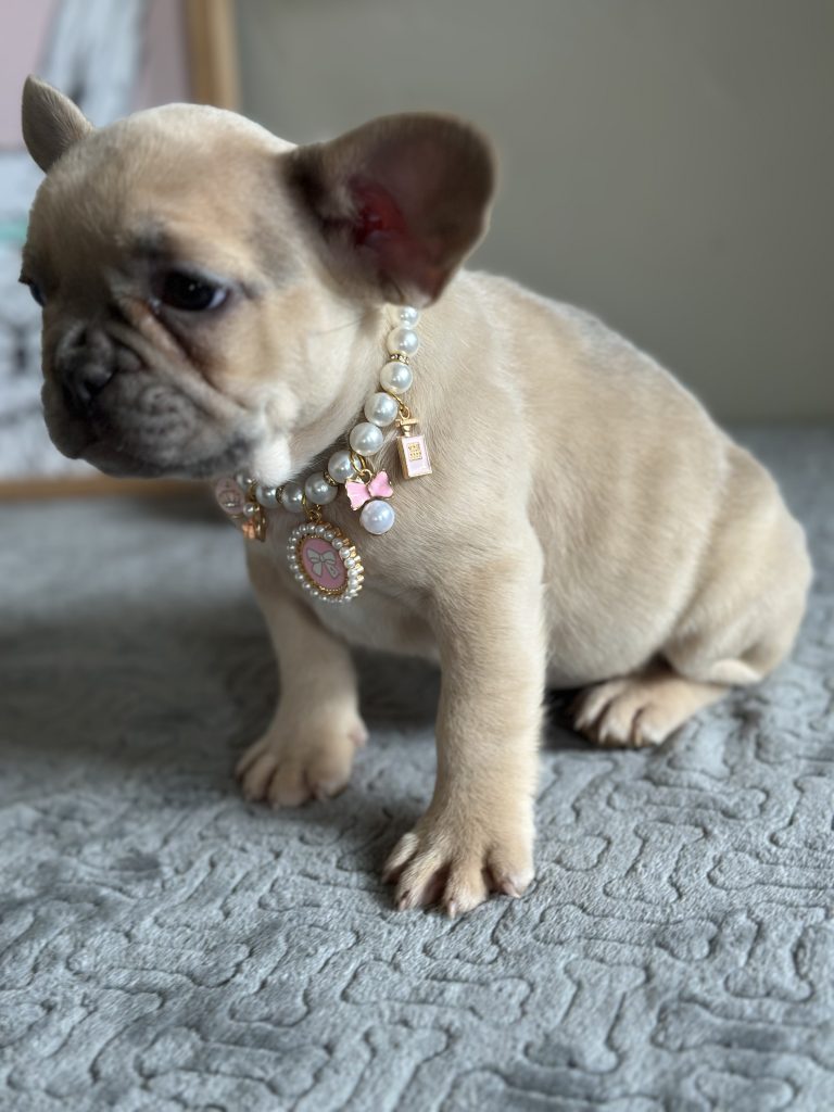 Oakley | Lilac Fawn French Bulldog Female | Available in April 2025