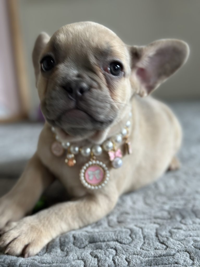Oakley | Lilac Fawn French Bulldog Female | Available in April 2025