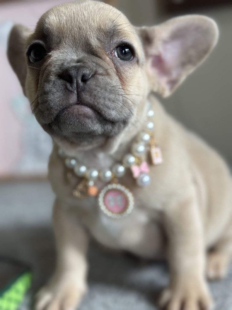 Oakley | Lilac Fawn French Bulldog Female | Available in April 2025