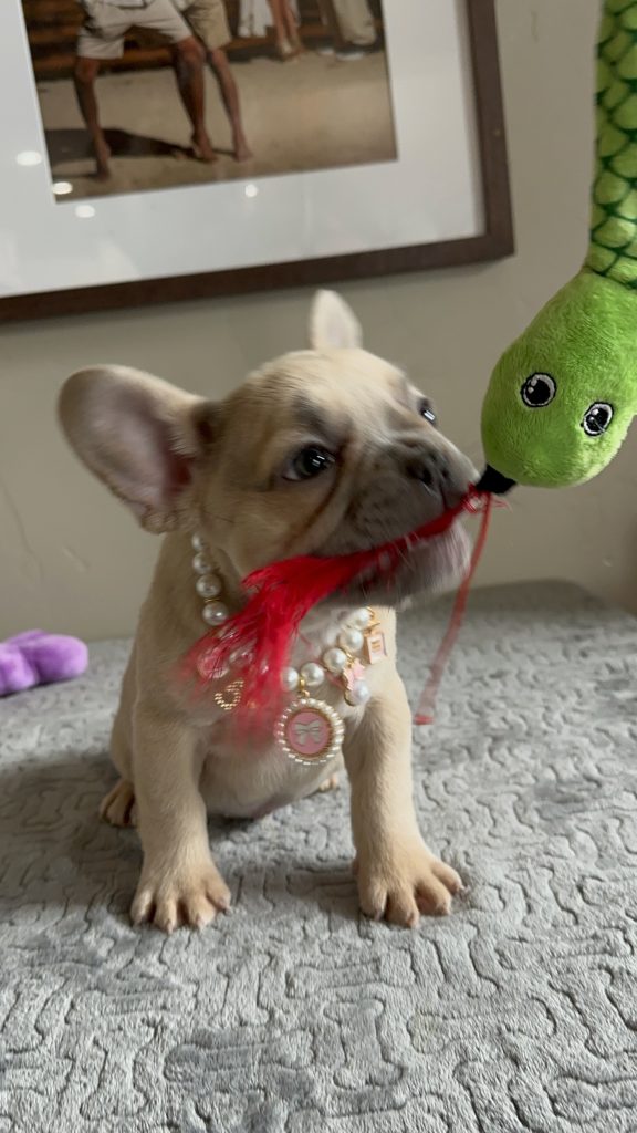 Oakley | Lilac Fawn French Bulldog Female | Available in April 2025