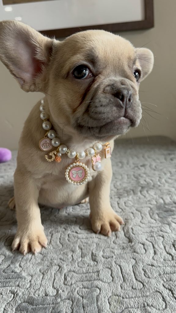Oakley | Lilac Fawn French Bulldog Female | Available in April 2025