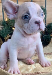 Lilac Fawn French Bulldogs in Colorado