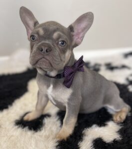 Cabo Lilac and Tan French Bulldog Male-The Sweetheart