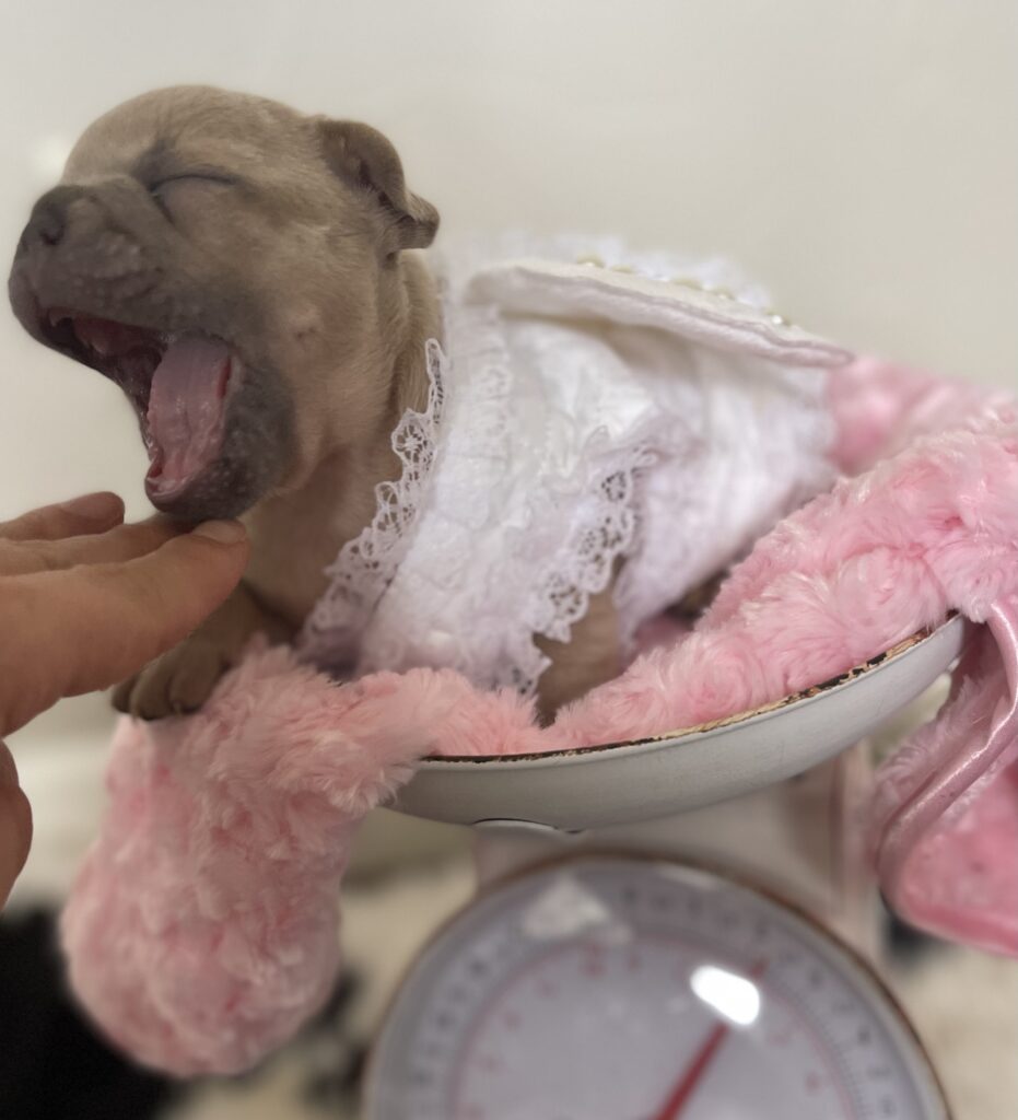 Baja Lilac Fawn Female French Bulldog | Born October 1, 2022