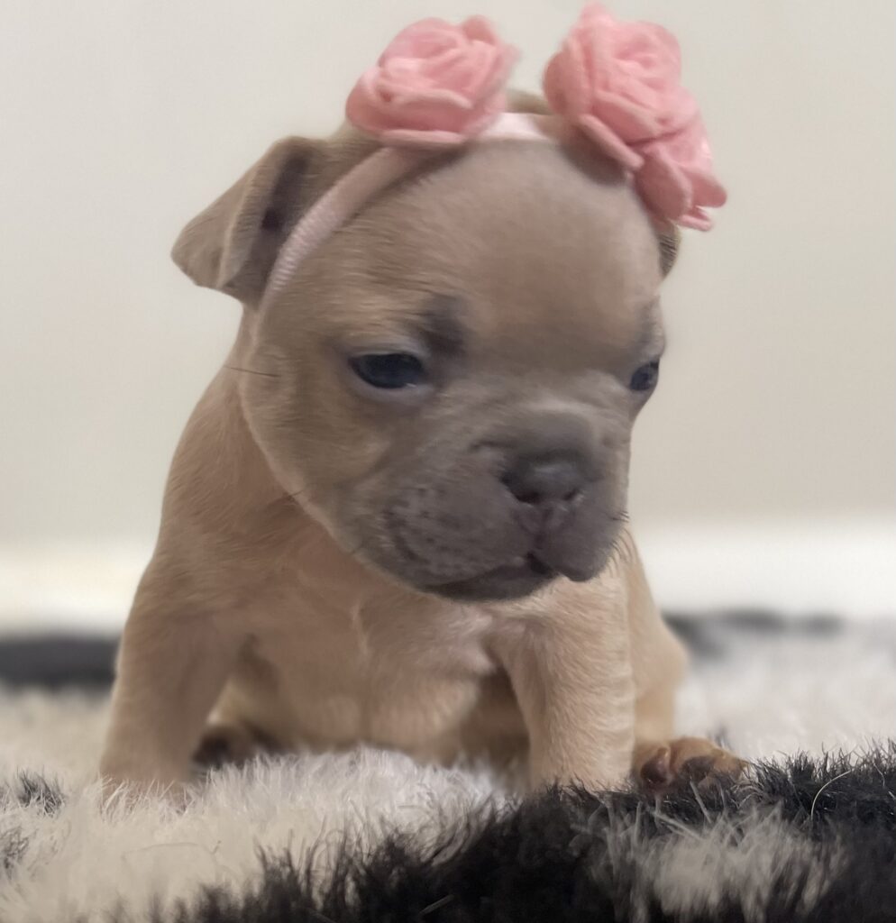 Baja Lilac Fawn Female French Bulldog | Born October 1, 2022