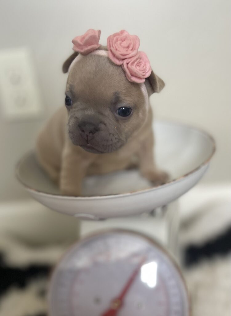 Baja Lilac Fawn Female French Bulldog | Born October 1, 2022