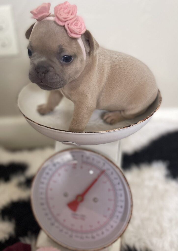 Baja Lilac Fawn Female French Bulldog | Born October 1, 2022