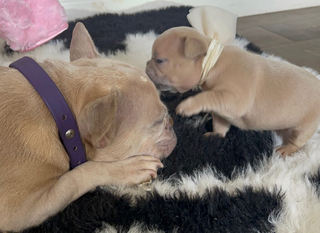 Baja Lilac Fawn Female French Bulldog | Born October 1, 2022