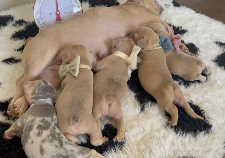 Brantley | Lilac Fawn Male French Bulldog | Born 10/1/22