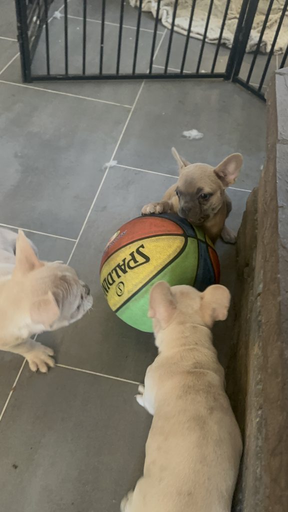 Astro | Blue Fawn French Bulldog Female | Available Now