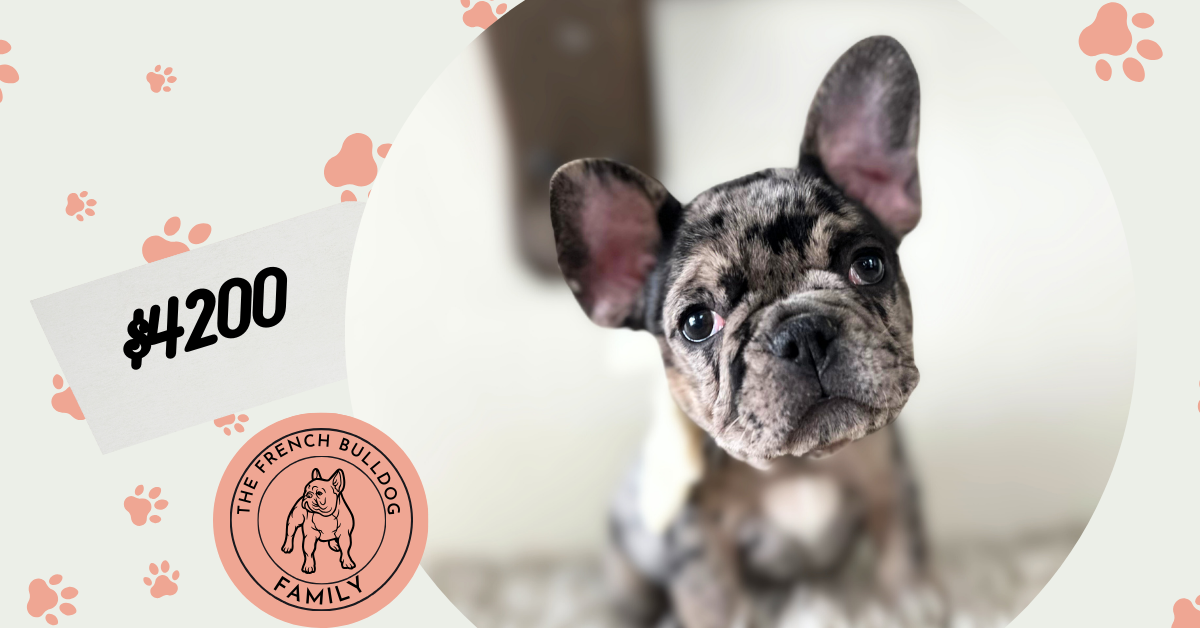 Ruby | Blue Merle French Bulldog Female | Available Now