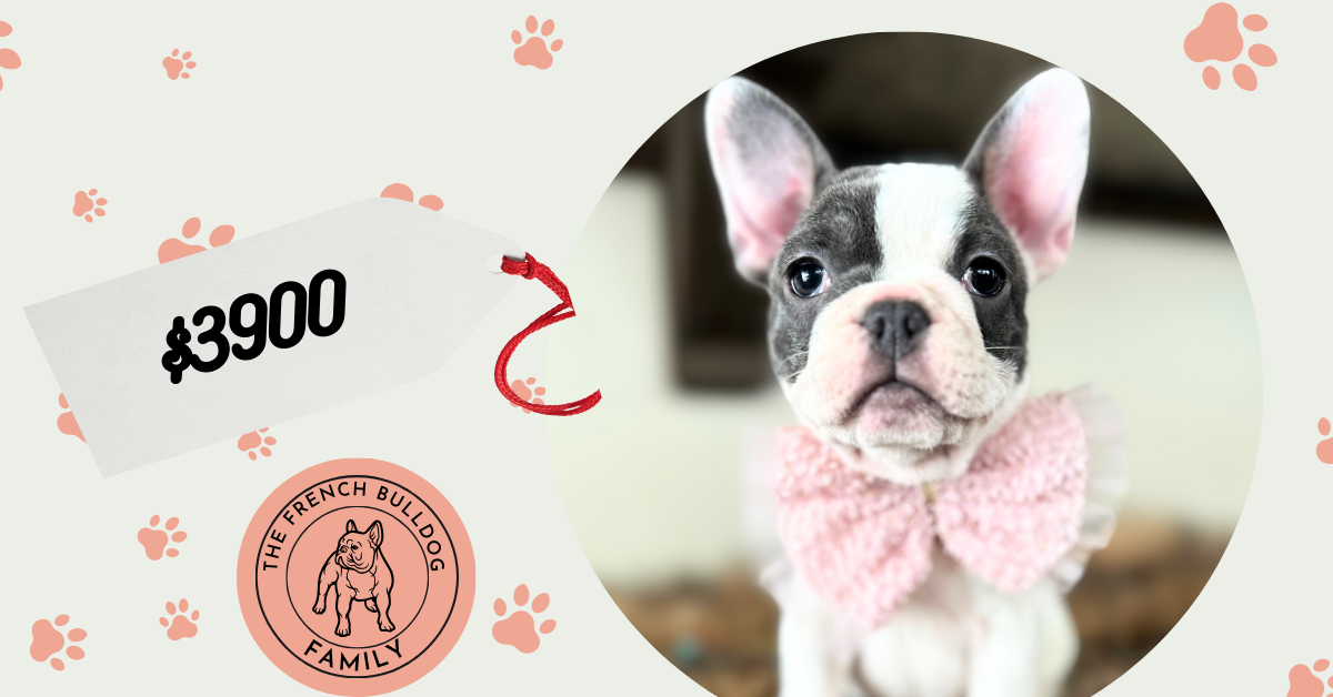 Viola | Blue Pied French Bulldog Female | Available in Nov 16th, 2024