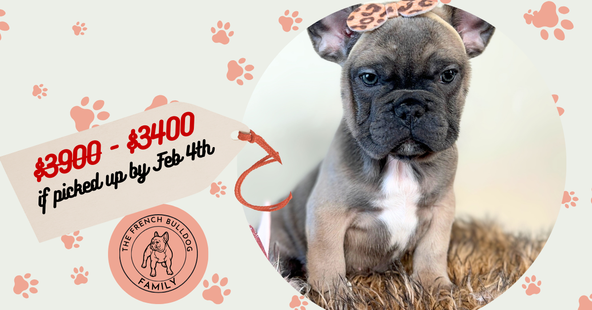 Disco | Blue Sable French Bulldog Female | Available Now