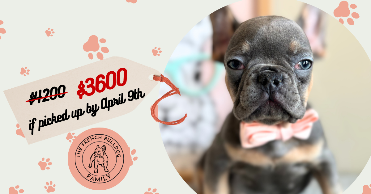 Harvey | Blue & Tan French Bulldog Male | Available Now