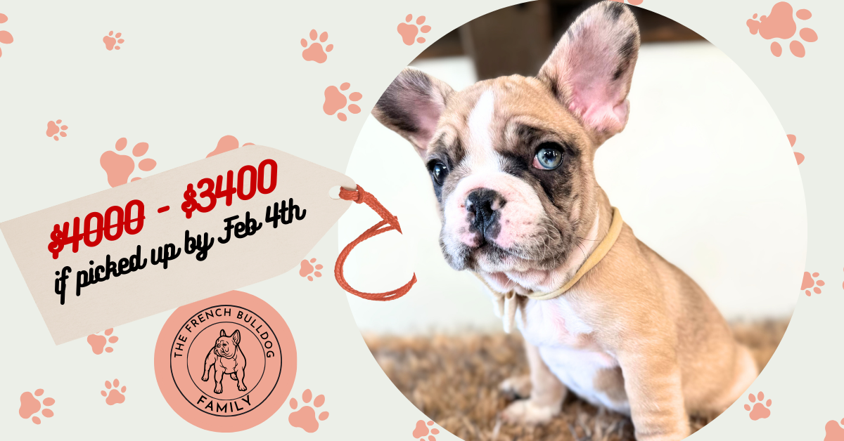 Dash | Fawn Merle French Bulldog Male | Available Now