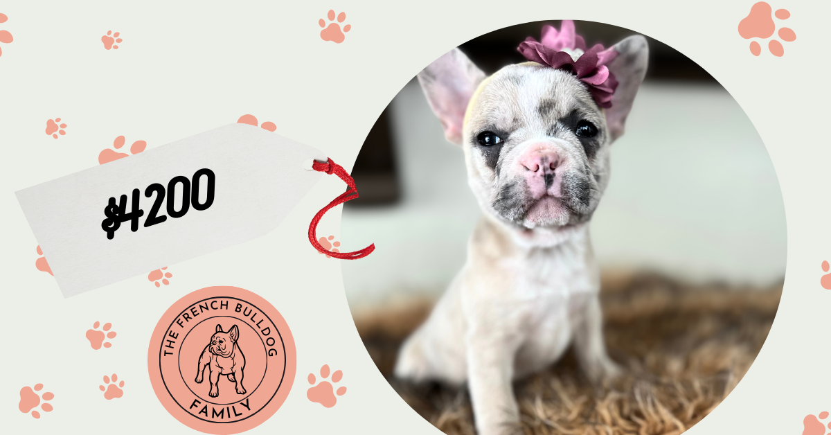 Violet | Lilac Fawn Merle French Bulldog Female | Available in Nov 16th, 2024