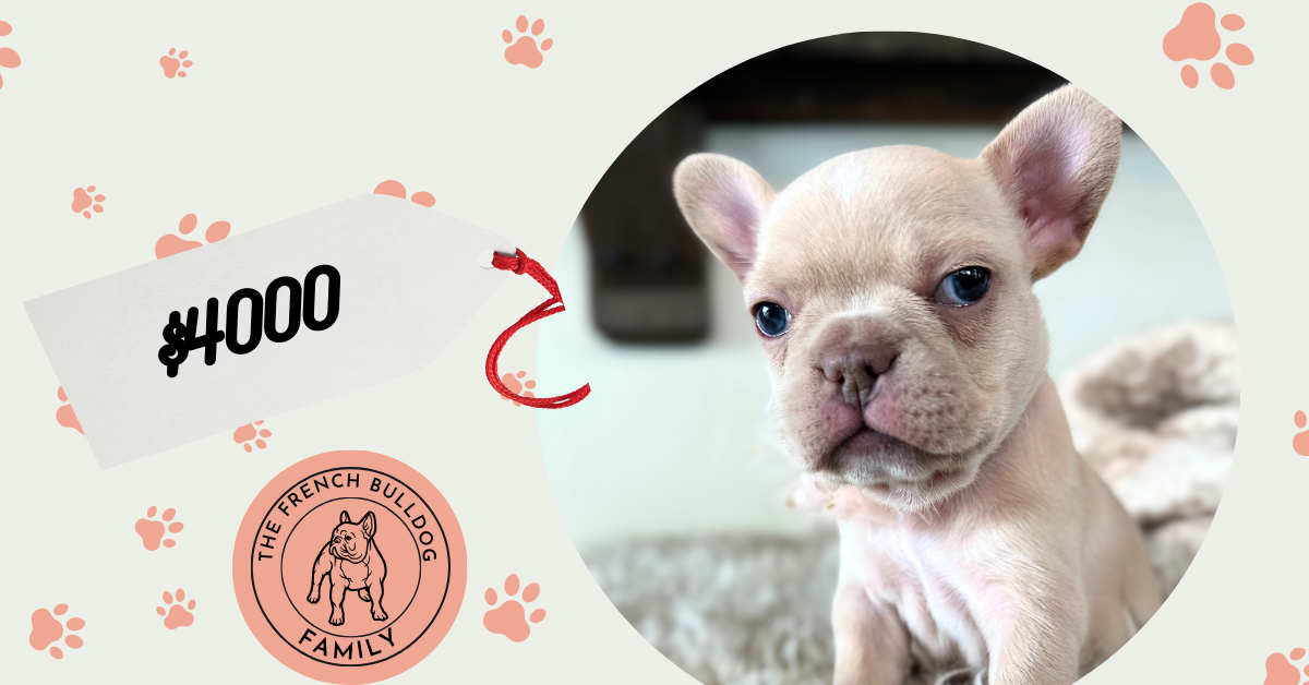 Sasha | Cream French Bulldog Female | Available in Dec 2024