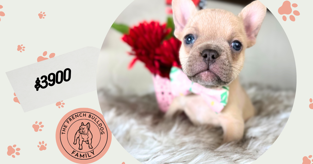Garvin | Lilac Fawn French Bulldog Male | Available on Feb 24th, 2025