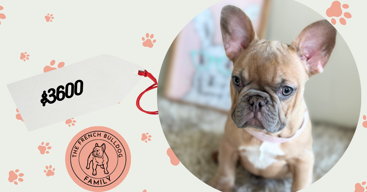 Elsa | Lilac Fawn French Bulldog Female | Available Now