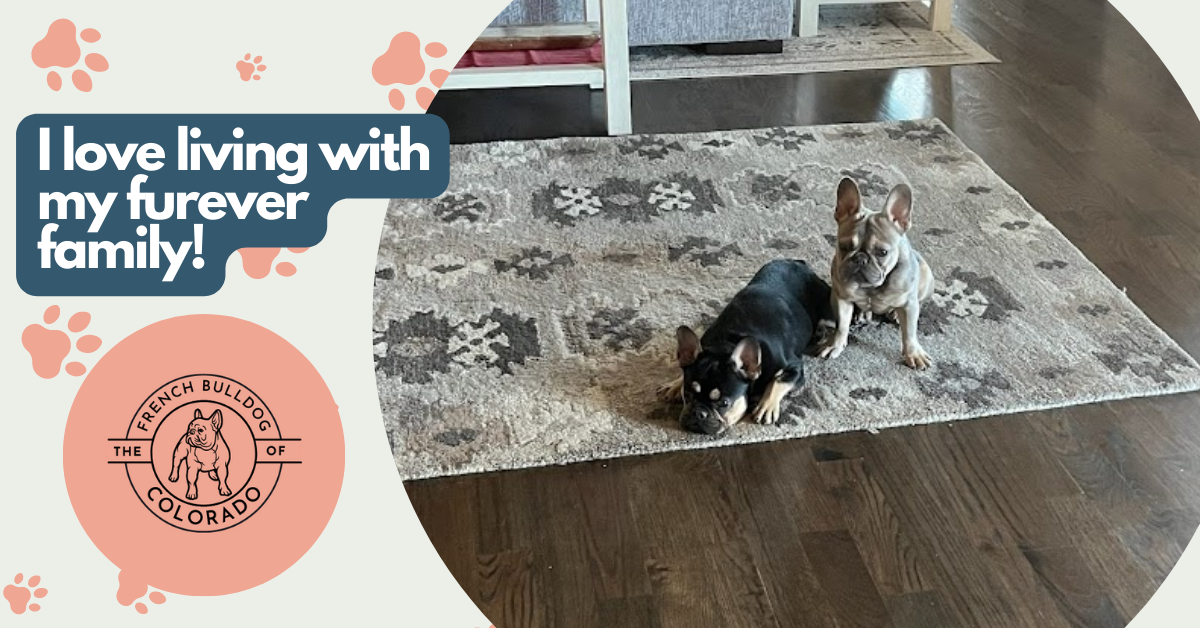 Saya Black and Tan French Bulldog Female
