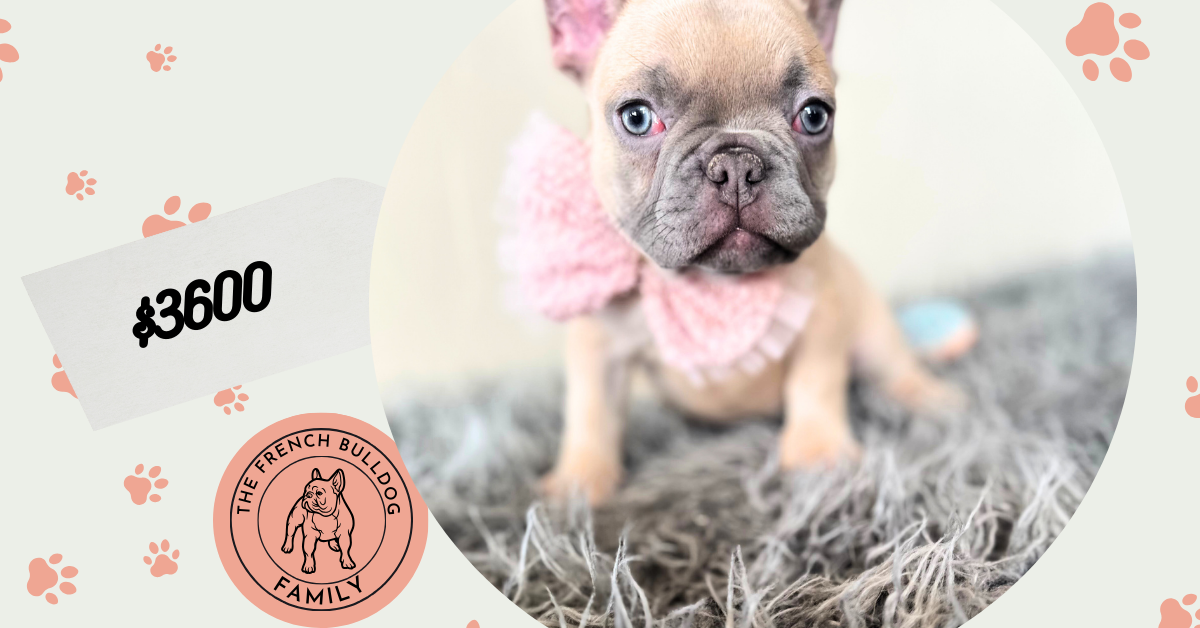 Emily | Lilac Fawn French Bulldog Female | Available on Jan 2025