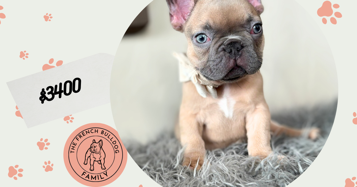 Emanuel | Lilac Fawn French Bulldog Male | Available on Jan 2025