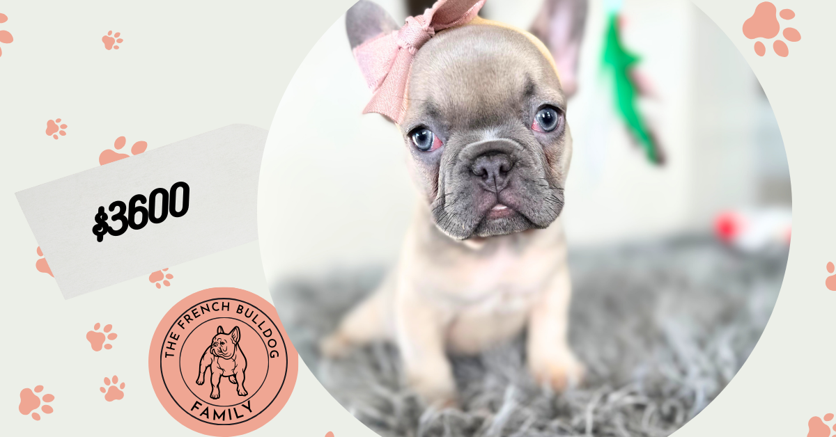 Emmy | Lilac Fawn French Bulldog Female | Available on Jan 2025