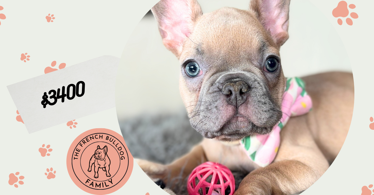 Eric | Lilac Fawn French Bulldog Male | Available on Jan 2025