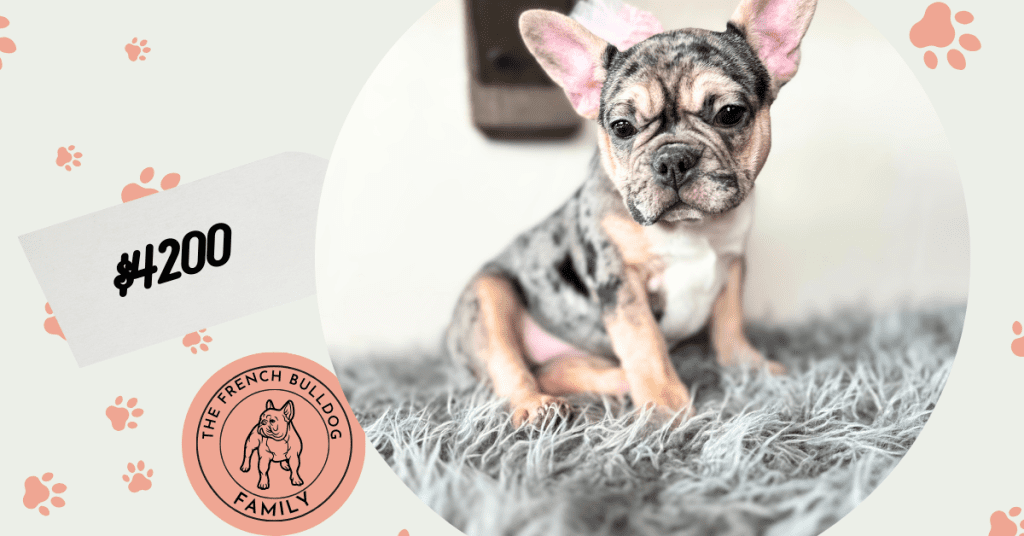 Roxy | Blue Merle & Tan French Bulldog Female | Available Now