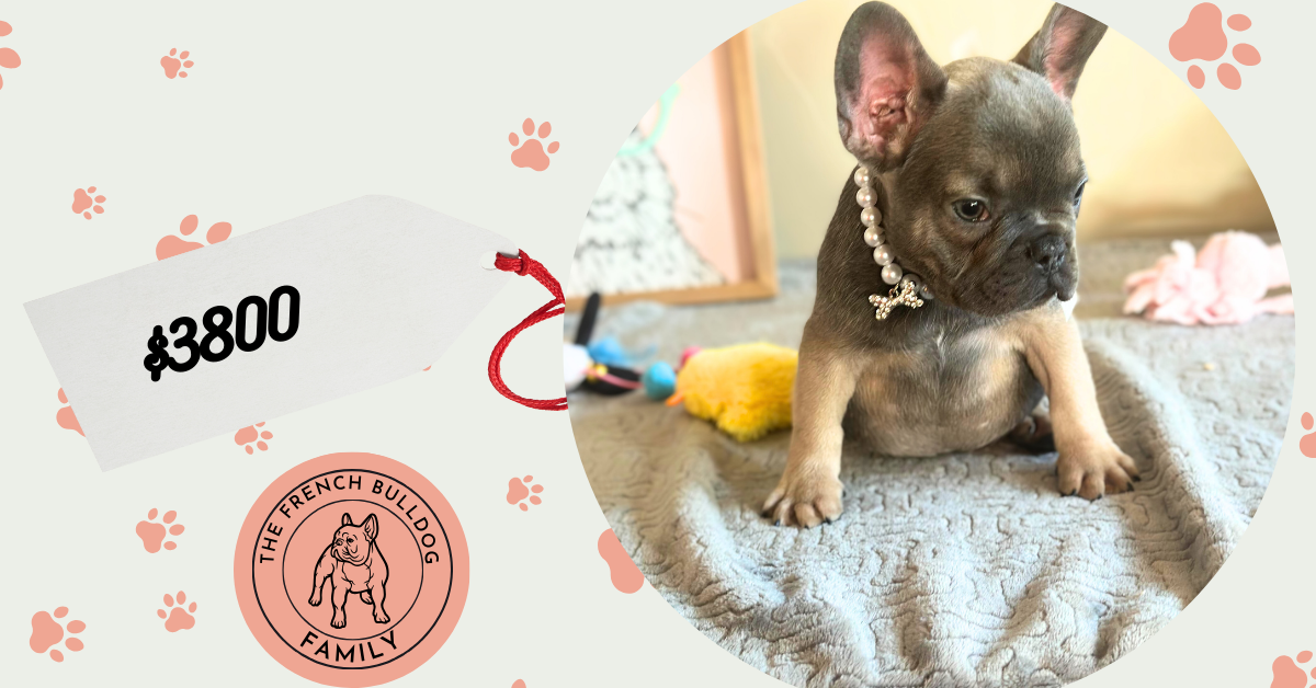 Hailey | Blue Sable French Bulldog Female | Available on Feb 23rd, 2025
