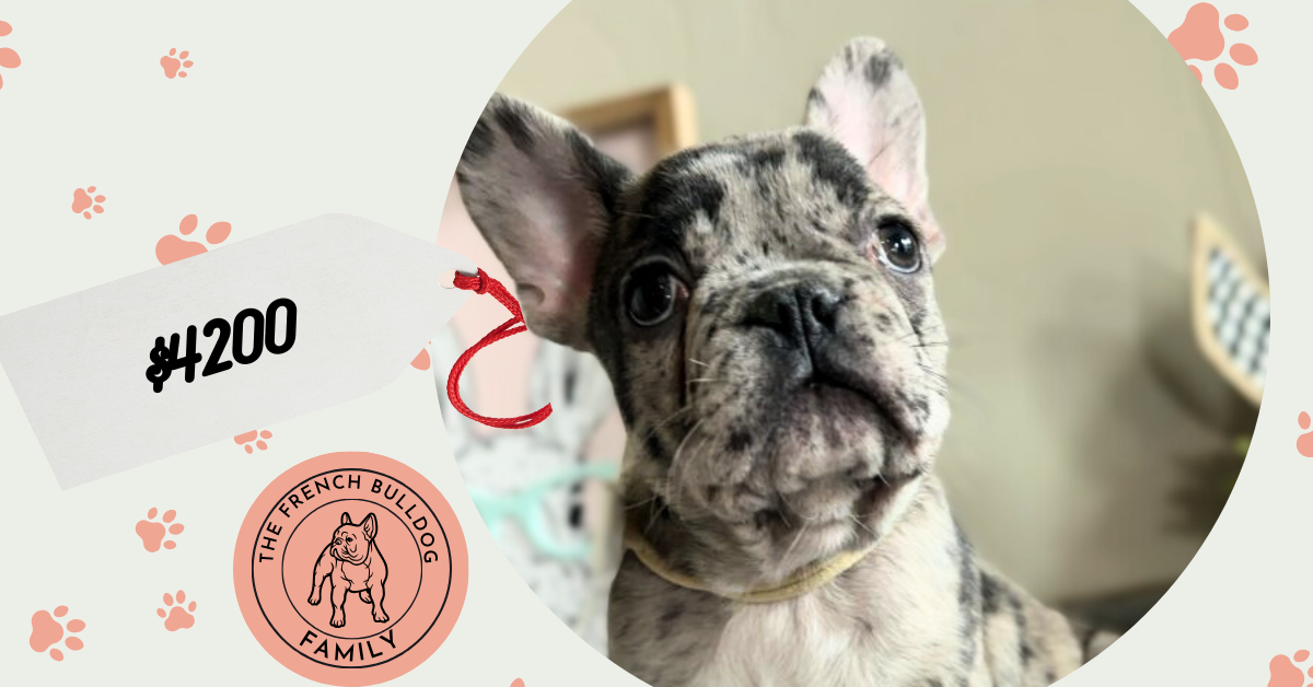 Kit | Blue Merle French Bulldog Male | Available Now