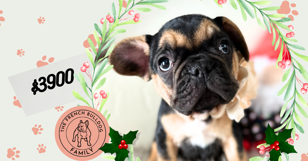 Rosie | Black & Tan French Bulldog Female | Available Now